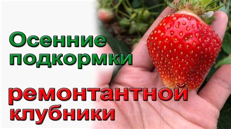 Основные принципы ухода за ремонтантной клубникой