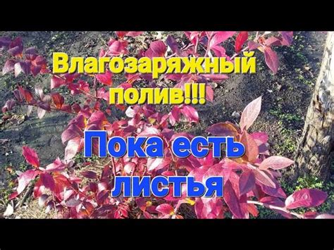 Особенности осеннего беления
