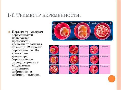 Первый месяц беременности