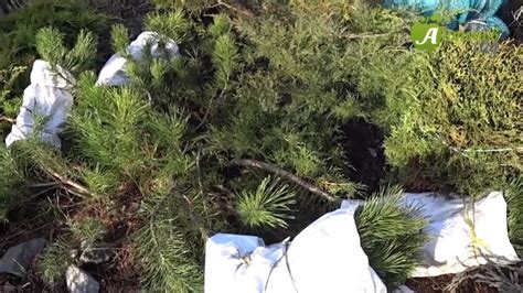 Подготовка горной сосны к осенней пересадке