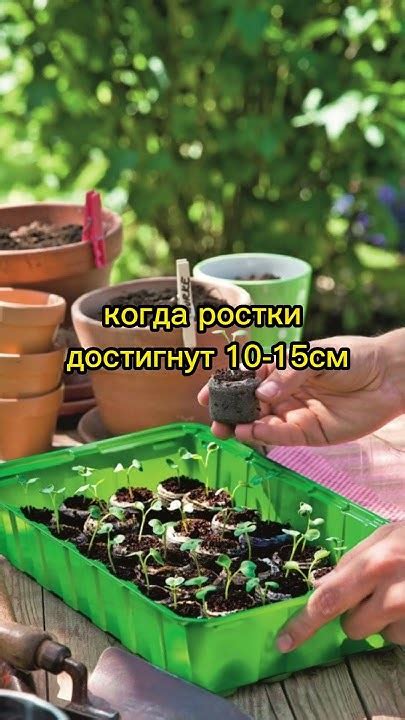 Правильная посадка помидоров