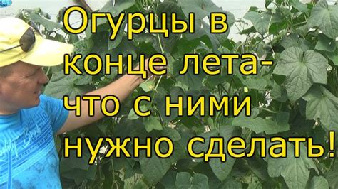 Продление сезона плодоношения