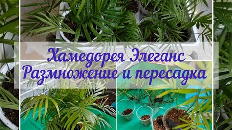 Размножение путем деления куста