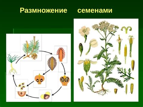 Размножение семенами