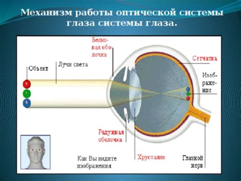 Расшифровка сигналов тела через глаза