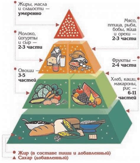 Роль питания в формировании роста