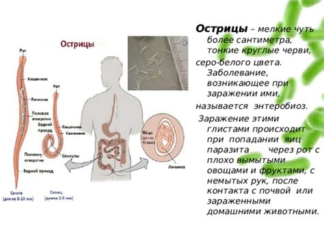 Связь повышения температуры с глистами