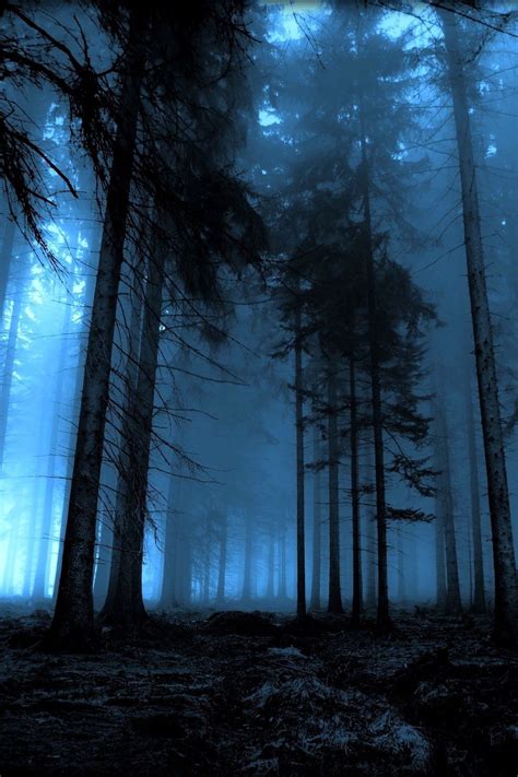 Темный лес, ветер и необычные приключения