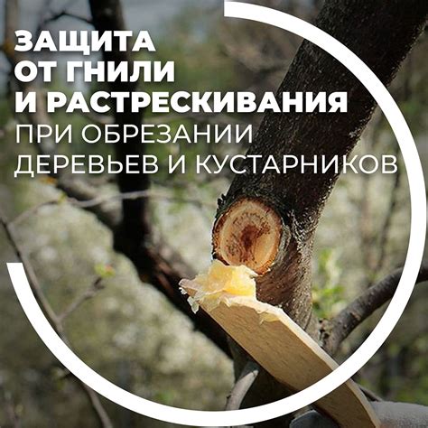 Техника замазывания срезов при обрезке деревьев