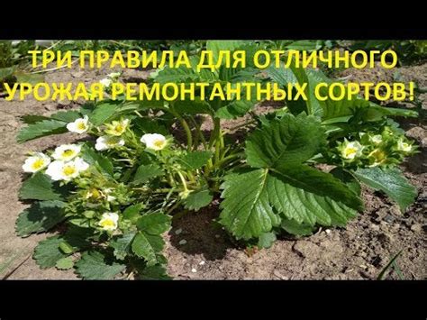Удобрение ремонтантной клубники: какие применять и когда