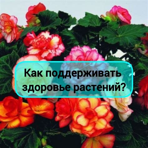 Ухаживать и поддерживать здоровье растений