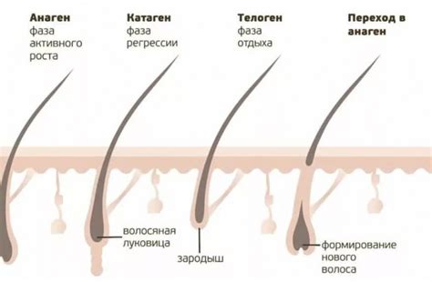Факты об ускорении роста волос