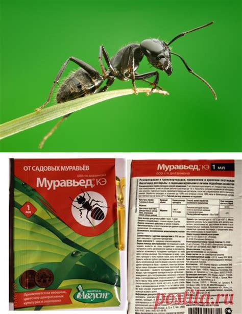 Эффективные методы борьбы с типуном