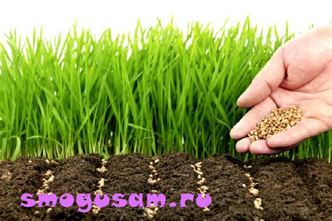  Сидераты как действенное средство улучшения почвы 